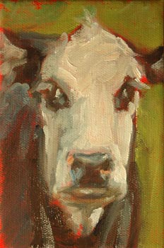 white face cow
