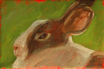 Jersey Rabbit
