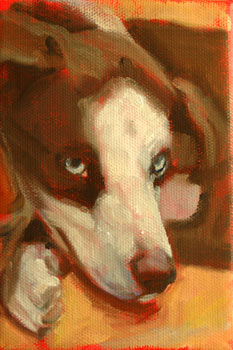 blue eyed hound