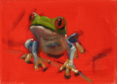 red tree frog