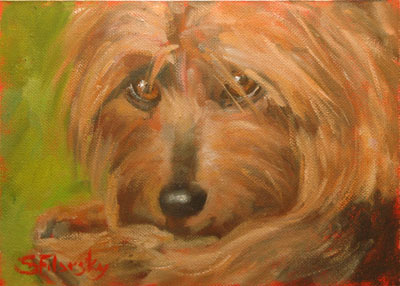 Oil painting of Norfolk Terrier, Murphy